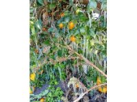 Antalya’da portakal ağaçlarında buz sarkıtları