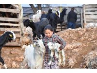 Konyaaltı’nda hayvanlar için bin 200 dekar gübre