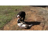 Aç kalan sokak köpekleri 5 günlük buzağıyı telef etti