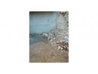 Isparta’da 2 köpeğin zehirlendiği iddia edildi