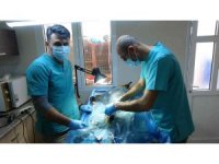 Veterinerler barınaklara teslim edilen yasaklı ırkları kısırlaştırmaya yetişemiyor
