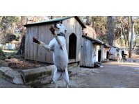 Antalya’da "Yasaklı tür" olan bin 663 adet köpek kayıt altına alındı