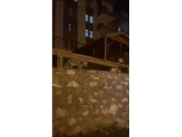 Tilki ile kedi yiyeceklerini bölüştü