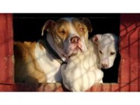 Osmaniye’de 89 yasaklı ırk köpek kayıt altına alındı