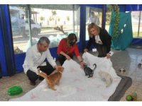 Hastanenin eski tekstil ürünleri hayvanlara yatak oluyor