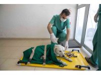 Mersin’de 3 bin 700 patili dostun yarası sarıldı