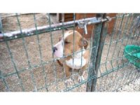 Hatay’da 162 yasaklı ırk köpek kısırlaştırıldı