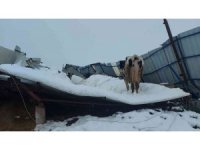 Hatay’da ahır enkazı altında kalan hayvanlar kurtarılmayı bekliyor