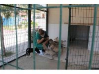 Kaşlı Geçici Hayvan Bakımevi perşembe günleri geçici süreyle ziyarete kapatıldı