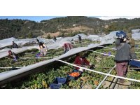 Antalya’da seraları bu defa poyraz fırtınası vurdu