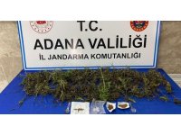Adana’da 232 adet kök kenevir bitkisi ele geçirildi