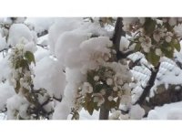 Çiçek açan badem ağaçları kar altında kaldı