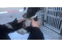Mersin’de 7 yasaklı ırk türü köpeğe el konuldu