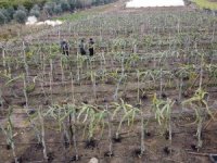 Buzla kaplanan ejder meyvelerini sislemeyle kurtardı