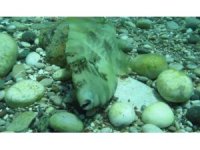 Taş taklidi yaparak kamufle olan domuz balığı sualtı kamerasında