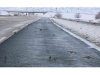 Aç kalan kuş sürüleri karayoluna akın etti