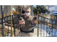 HAYDİ ekipleri yeni doğum yapan anne ve 4 yavru köpeğe sahip çıktı