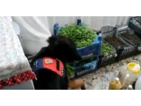 Evinin salonunda kenevir fidesi yetiştirdi