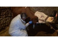 Karda mahsur kalan veterineri doğum yapan ineğe belediye ulaştırdı