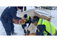 Zorlu hava şartlarında sokakta kalan hayvanlara jandarmadan mama desteği