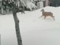 Yolunu şaşıran yaban keçisi kent merkezine indi