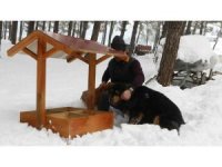 Kahramanmaraş’ta sokak hayvanlarına  onlarca yeni yuva