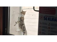 Sıcak bir yuva arıyorlar