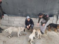 Çevre, doğa ve hayvan polisinden sokak hayvanlarına mama desteği