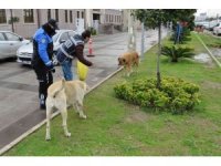 Polisten sokak hayvanlarına mama ve su desteği