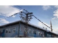 Yem bulamayan güvercinleri köylüler besledi