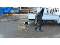 Sokağa bırakılıp aç kalan pitbullar, 1 günlük keçi yavrusunu alıp kaçtı