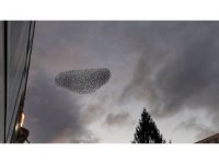 Isparta’da kuşların nefes kesen dansı