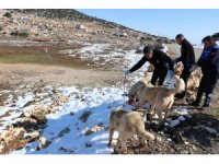 Toroslar Belediyesi ekipleri, karda yiyecek bulamayan hayvanları besledi