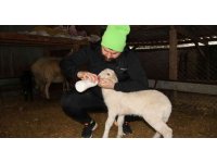 Köpeklerin telef ettiği koyunların öksüz kalan kuzularına biberon ile çocuğu gibi bakıyor