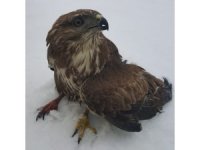 Polislerin yaralı bulduğu kızıl şahin tedaviye alındı