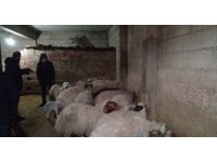 Mersin’den çalınan koyunlar, Şanlıurfa’da bulundu