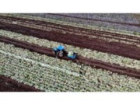 Beyaz lahana üreticisinin yüzünü güldürdü