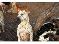 Kemer’de 207 sokak hayvanı aşılandı