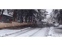 Isparta’da kar yağışına dayanamayan ağaçlar araçların üzerine devrildi