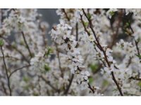 Dışarısı kış, içerisi bahar... Ağaçlar çiçek açtı