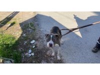 Sokak köpeklerini yaralayan pitbull yakalanarak barınağa götürüldü