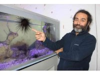 Uzun dikenli deniz kestanesi ve aslan balığı Mersin sahillerine yerleşti