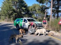 Jandarma sokak hayvanlarını besledi