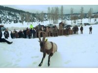 Yaban keçileri ilk kez doğal ortamından alınıp başka bir doğal ortama bırakıldı