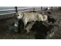 Çoban köpeği yavru keçilere süt annelik yapıyor