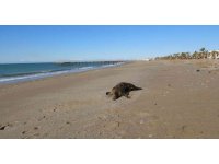 Manavgat sahilinde telef olmuş domuz bulundu