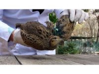 Nesli tükenmekte olan yaralı turaç tedaviye alındı