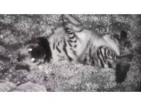 Hatay’da çizgili sırtlan fotokapana takıldı