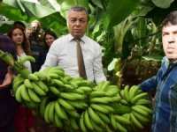 Antalya’da Muz Üretimi Gelişiyor