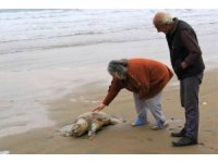 Mersin’de ölü Caretta Caretta plaja vurdu